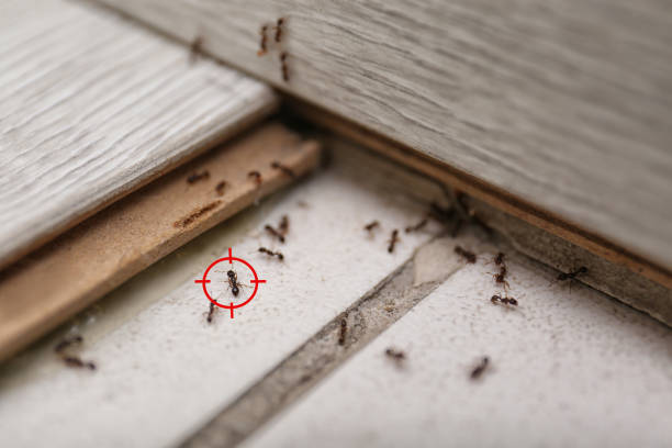 Best Best Pest Control Companies  in Nashville, MI